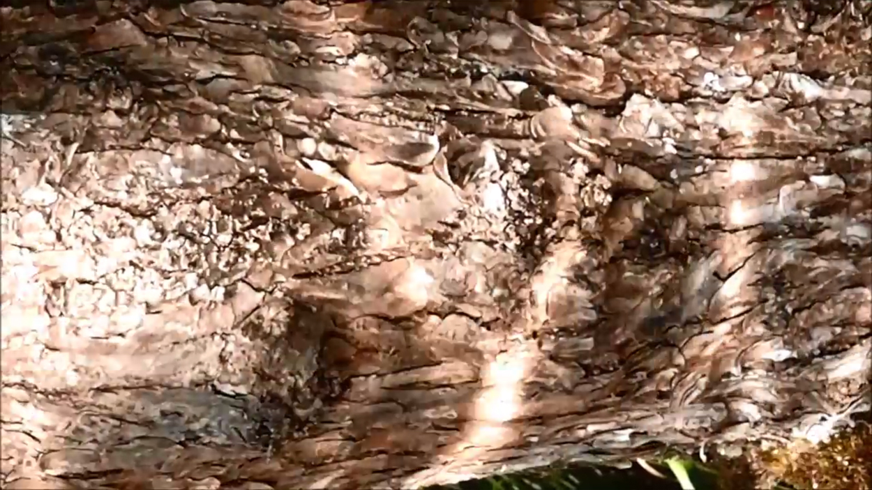 2020-08-16 Licht Reflexe (am Stechlinsee) (Fieldrecording Video)